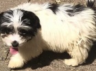 11 týdnů stará štěňata Shih Tzu