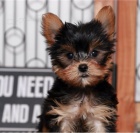 2 krásná štěňata Yorkie