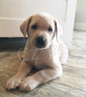 krásná štěňátka labradora