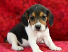 Okouzlující beagle štěně k adopci