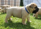 Chunky Bullmastif Štěňata na prodej