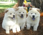 Zdravá štěňata Chow Chow