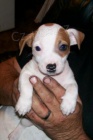 Krásná štěňátka Jack Russell teriéra na prodej