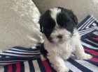 Rozkošná štěňata shih tzu