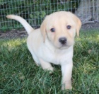 Zdravá štěňata labradorského retrívra na prodej.