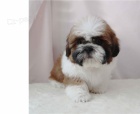 štěňata shih tzu