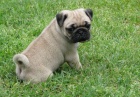 Zdravá štěňátka Pug jsou k dispozici pro rehabilitaci