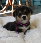 Pembroke Welsh Corgi Puppies štěňata na prodej.