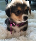 Pembroke Welsh Corgi Puppies štěňata na prodej.