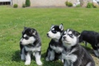 Sibiřský husky štěňata pro navrácení