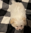 krásné štěňátka havapom k adopci