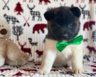 Akita pupiees jsou připraveny k adopci