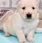 lovel zlatý retrívr štěňata k adopci