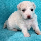 krásná štěňata bichon frize k adopci