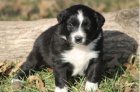 Krásná štěňata australského ovčáka k adopci