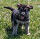 Krásná štěňata německého ovčáka k adopci