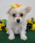 Krásná štěňata Yorkiepoo k adopci