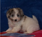 Krásná štěňátka Aussiedoodle k adopci