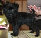 K dispozici štěňata Affenpinscher.