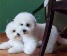 Štěňata Bichon Frise k dispozici