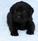 krásná štěňátka labradorského retrívra k adopci