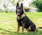 Štěňata německého ovčáka k adopci