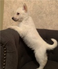 Štěňata německého ovčáka k adopci
