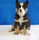 Štěňata německého ovčáka k adopci