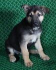 Štěňata německého ovčáka k adopci