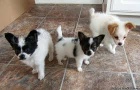 Štěňata Papillon jsou k dispozici k adopci.
