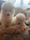 12 týdnů stará samojed štěňata