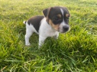 Jack Russell štěňata