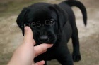 labradorpoppies k adopci.