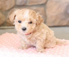 Krsn tata maltipoo retrvra