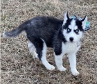 Krásná štěňata sibiřského husky na prodej
