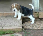 mléčná štěňátka beagle pro adopci
