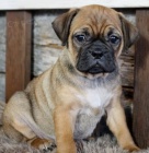sladk ttka Puggle k dispozici