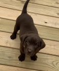 Zdravá štěňata černého labradorského retrívra na prodej.