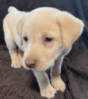 štěňata labradorského retrívra na prodej.