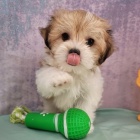 Havanská štěňata jsou připravena na adopci a nové rodiny.