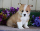 Štěňata Welsh Corgi Pembroke jsou připravena na nová štěňata. Český vlčák