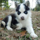Super roztomilá štěňata sibiřského husky