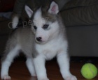 Registrovaní sibiřští husky