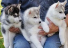 porozumění štěňatům sibiřského husky