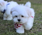 Bichon štěňata štěňata