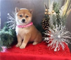 Krásná štěňata shiba inu