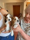 Krásná štěňata Beagle