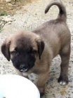 přátelská štěňata bakhawalských psů k adopci