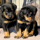 štěňata  beauceron , zoufale potřebující nové domovy, ne na prodej, šťastný nový rok.