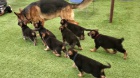 krásná štěňata německého ovčáka k dispozici k adopci